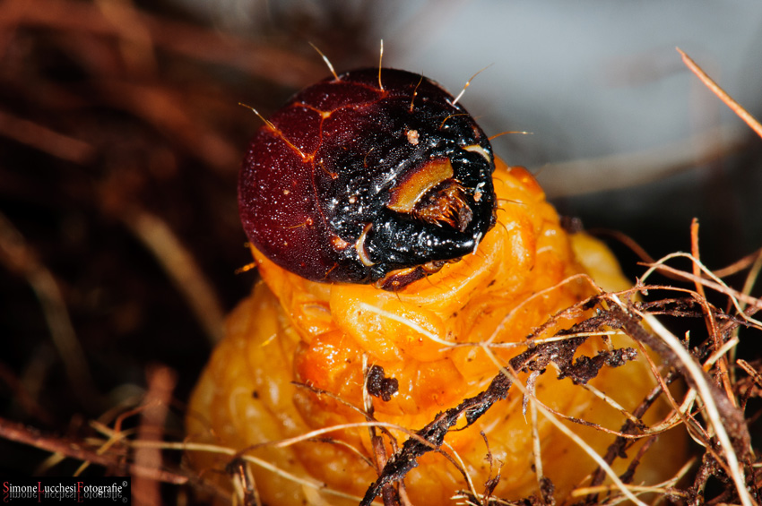 Rhynchophorus ferrugineus (Punteruolo della palma)